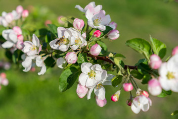 Honey bee pollinating apple blossom. The Apple tree blooms. Spring flowers