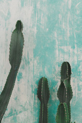 Detail of cactus in aqua menthe tones