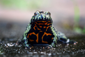 cute fire belly toad, oriental fire bellied toad, animal closeup
