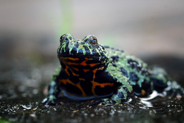 cute fire belly toad, oriental fire bellied toad, animal closeup