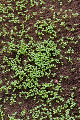 Young fresh seedling stands in plastic pots. Growing seedlings in peat pots. Plants in a greenhouse, gardening and growing decorative plants, top view