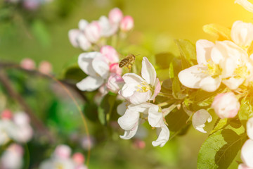 Honey bee pollinating apple blossom. The Apple tree blooms. Spring flowers. toned