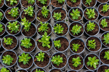 Growing seedlings in peat pots. Plants in a greenhouse, gardening and growing decorative plants,...