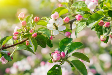 Fototapeta premium Honey bee pollinating apple blossom. The Apple tree blooms. Spring flowers. toned