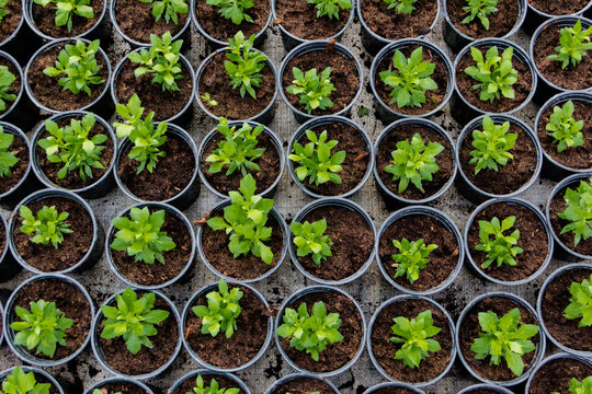 Growing seedlings in peat pots. Plants in a greenhouse, gardening and growing decorative plants, top view