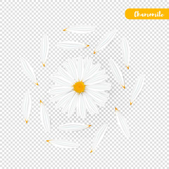 Set of isolated realistic chamomile and petals