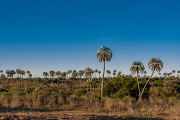Obraz premium Beautiful landscape of El Palmar National Park in Argentina with yatay palm trees
