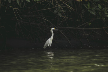 Ardea alba, garza grande, great heron, ave, bird, 
exotic, 