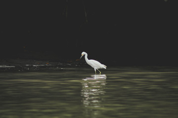 Ardea alba, garza grande, great heron, ave, bird, 
exotic, 