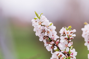 Apricot blossoms, apricot branch with abundant white beautiful flowers in spring