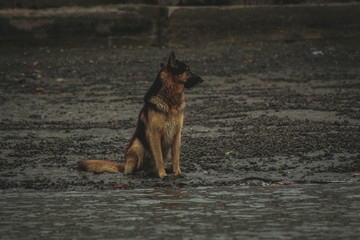  German Shepherd dog sitting staring intently