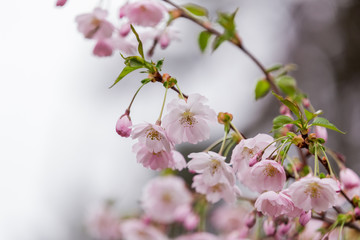 Beautiful flowering Japanese cherry - Sakura. Background with branch flowers on a spring day