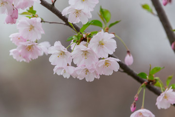 Beautiful flowering Japanese cherry - Sakura. Background with branch flowers on a spring day