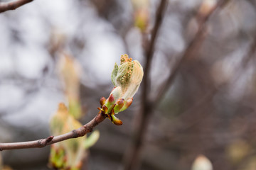 First green Chestnut leaves branches bud. Blossoming spring leaf of chestnut. Nature background, selective focus