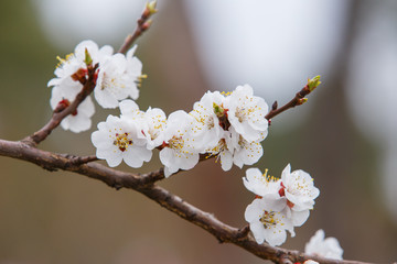 Apricot blossoms, apricot branch with abundant white beautiful flowers in spring