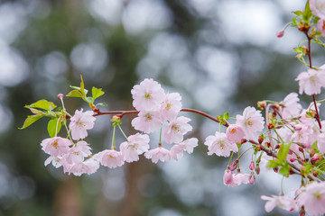 Beautiful flowering Japanese cherry - Sakura. Background with branch flowers on a spring day