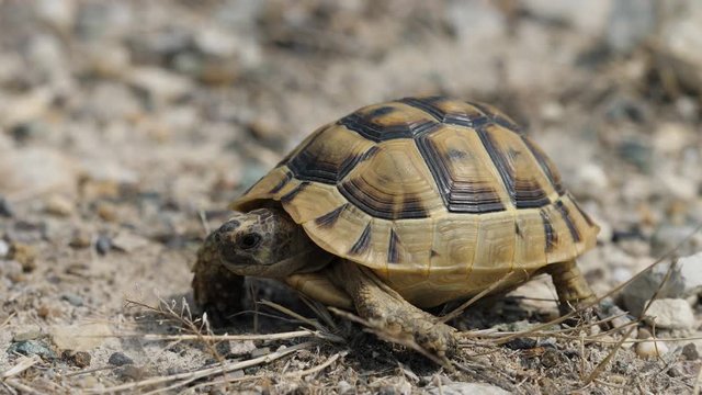 Close-up of Greek spur-thighed tortoise (Testudo graeca) in its habitat