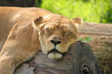 Obraz na płótnie Canvas Sleeping Lioness on a log