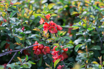 Red flowers of quince Chaenomeles superba cultivar crimson. Spring beautiful flowering bush of red color