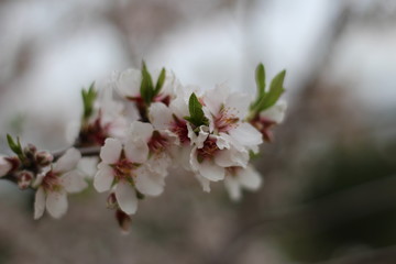 cerisier ou amandier