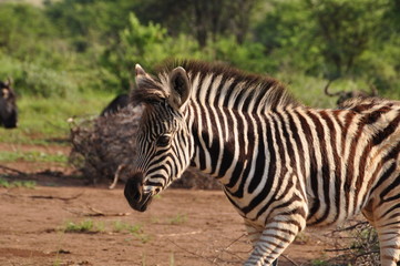 Fototapeta na wymiar Zebrafoal alone in the savanna