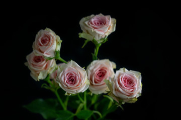 Bouquet of small pink roses on a black background