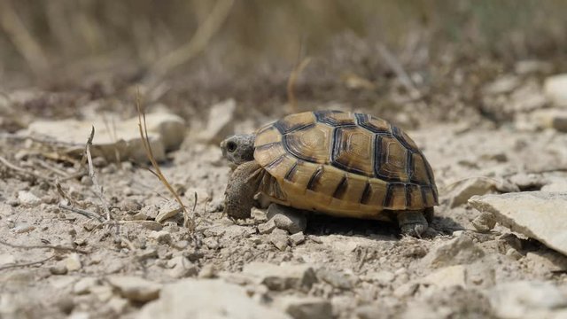Portrait of Greek spur-thighed tortoise (Testudo graeca) in nature