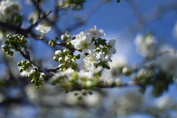 Plum Blossoms
