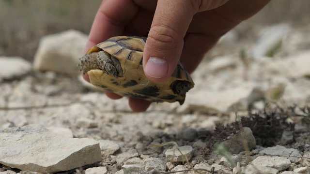 Hand helping tortoise upside down to go back on feet, save its life