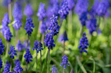 Muscari armeniacum flowering plant, blue spring bulbous grape hyacinth flowers in bloom in the garden