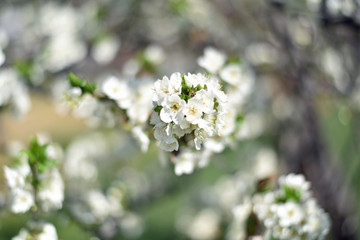 Plum Blossoms
