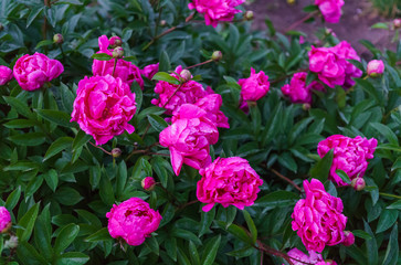 Fototapeta premium The whole bush of magnificent flowers of a pink peony in the middle of green leaves.