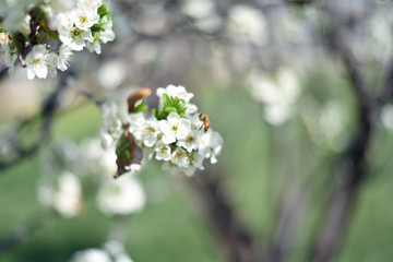 Plum Blossoms
