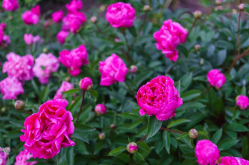 The whole bush of magnificent flowers of a pink peony in the middle of green leaves.