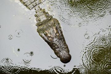 Croc in the Rain