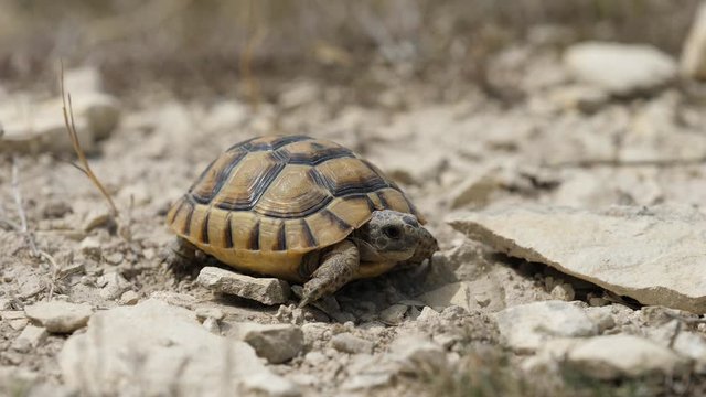 Little Greek spur-thighed tortoise (Testudo graeca) walk on rocky arid ground