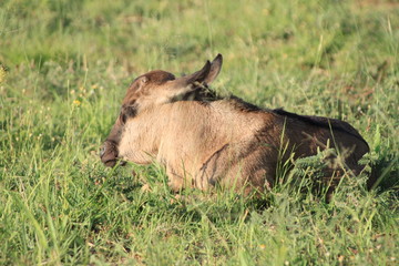 Gnu calf taking a rest in the sun