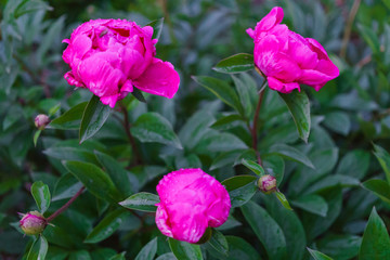 Fototapeta na wymiar A bush of beautiful flowers of bright pink peony among green leaves in the garden.