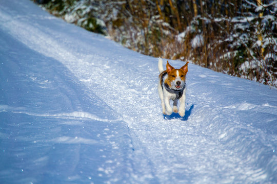 Happy Dog Running In The Snow Jack Russell Terrier In Mid Air