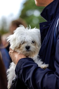 A portrait of a small white boomer puppy dog being held by some because it is tired and to small to walk between a big crowd safely.