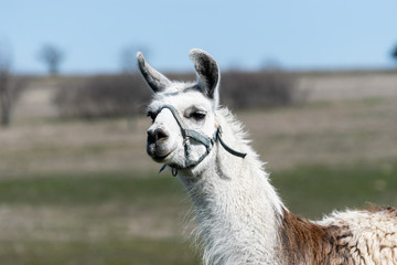 Closeup of brown and white Llama with head slightly turned