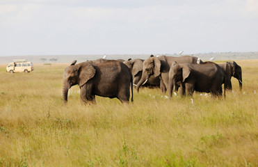 Elephants in Amboseli Nationalpark, Kenya, Africa .