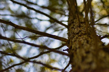 branch of tree in spring