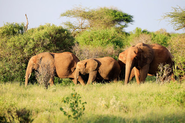 Elephants with red skin because of dust in Tsavo East Nationalpark, Kenya, Africa