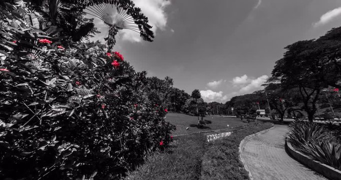A black and white partially colored time lapse from the KLCC park at Kuala Lumpur, Malaysia. experimental time lapse with red flowers and fast moving clouds. motion control timelapse 