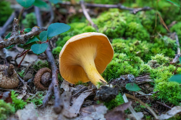 Cantharellus lateritius (Smooth Chanterelle) mushroom growing in the woods