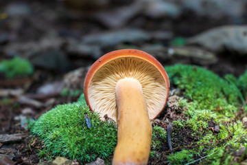 Gills of Lactifluus volemus mushroom