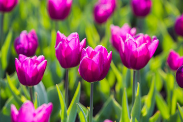 Spring beautiful purple tulips field close-up in garden. Selective focus.