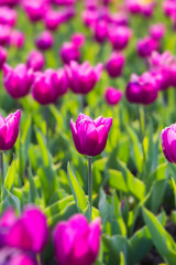 Spring beautiful purple tulips field close-up in garden. Selective focus.