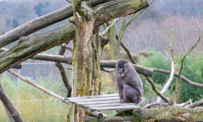 baboon at the zoo